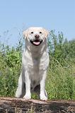 LABRADOR 026